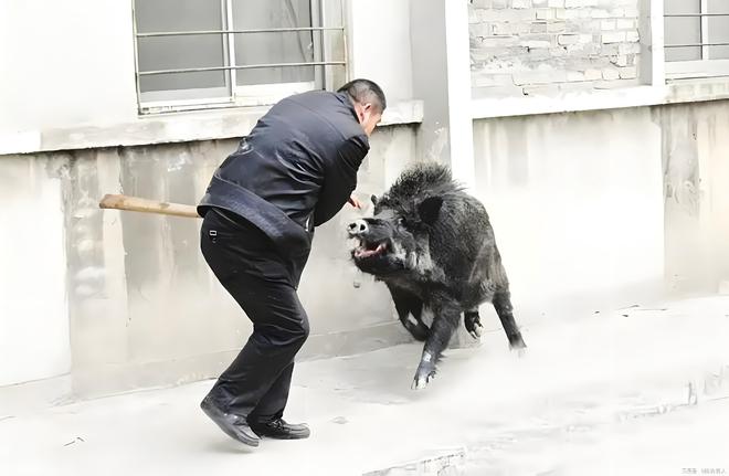 野猪撕咬老人3条大狗不敢上前,3条大狗见野猪撕咬老人竟不敢上前