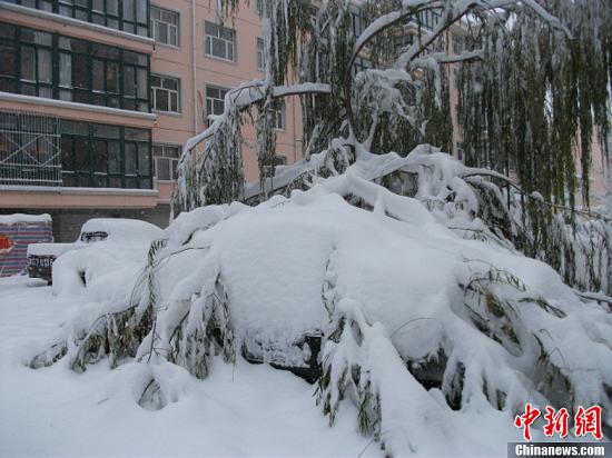 感受鹤岗特大暴雪现场,体验鹤岗罕见暴雪现场