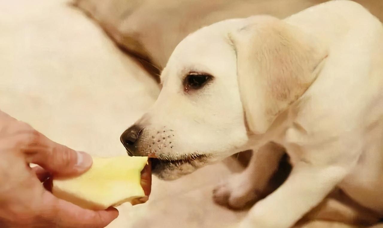 狗狗吞一嘴蓝莓一个没敢吃,狗狗嘴含蓝莓不敢下咽