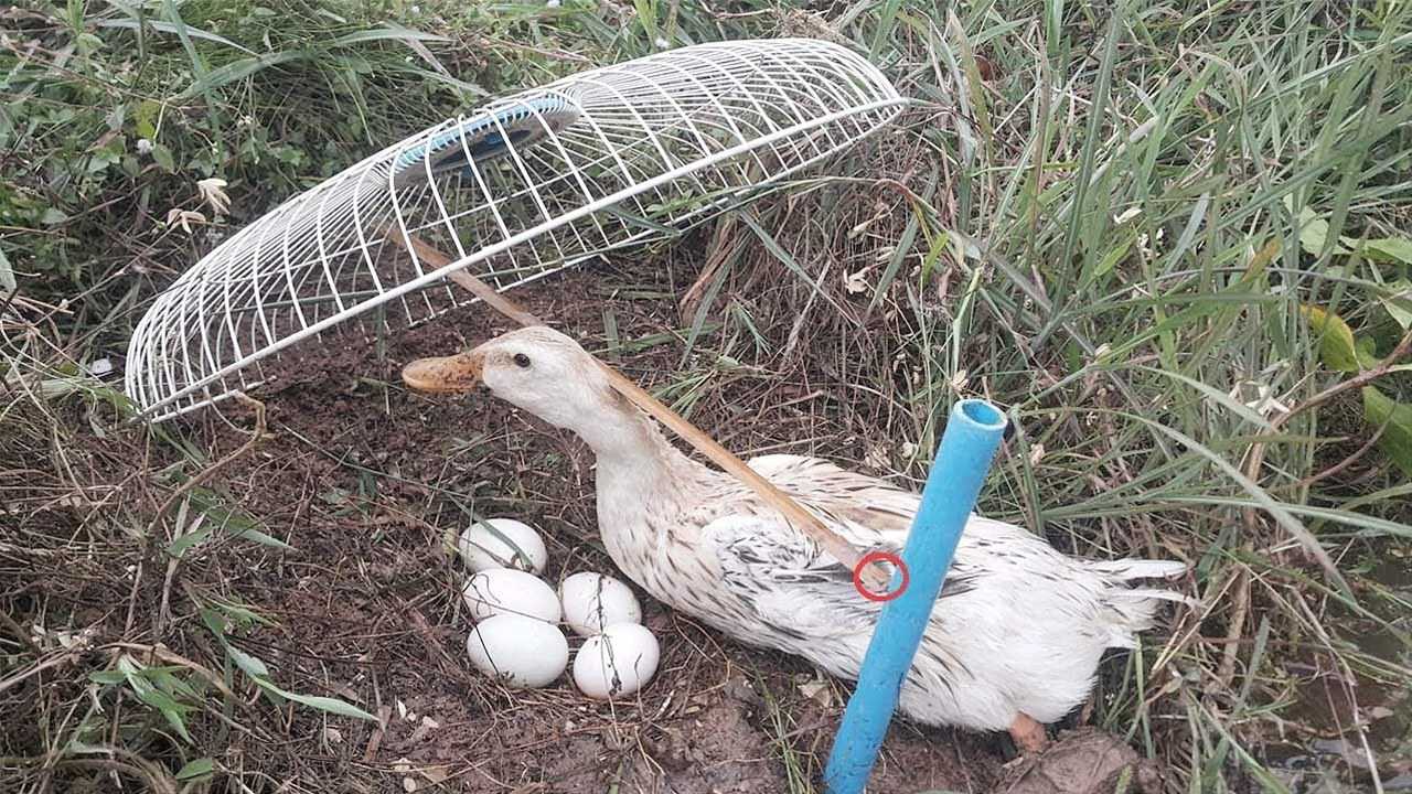 老鸭窝最新,老鸭窝资讯速递