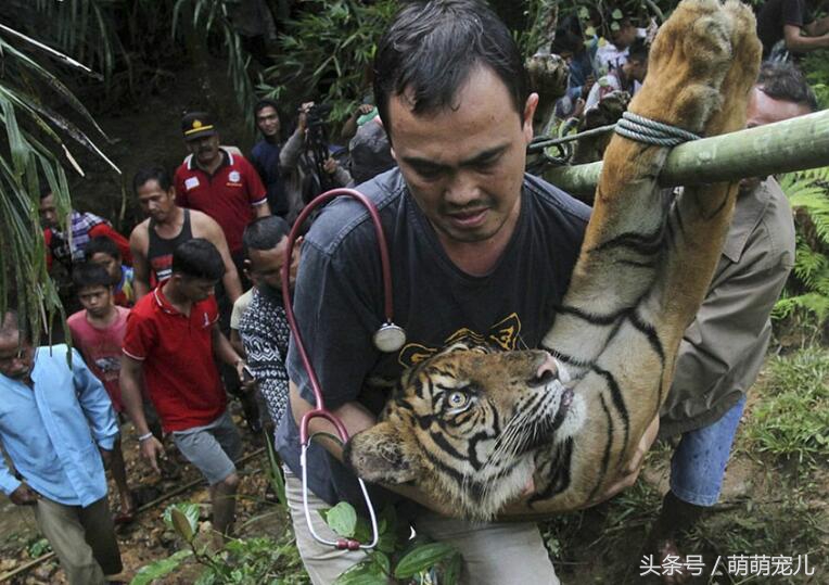 新疆伊犁一地出现老虎系谣言,新疆伊犁老虎现身事件被证实为虚假消息