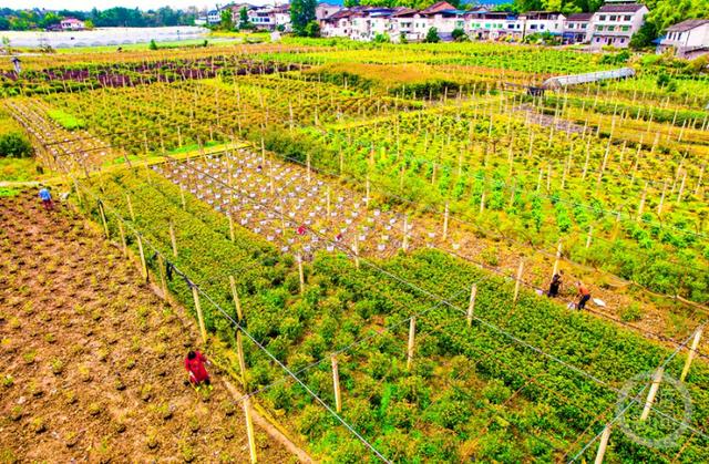 揭秘最新苗圃图片：探索植物生长的奥秘与美丽瞬间