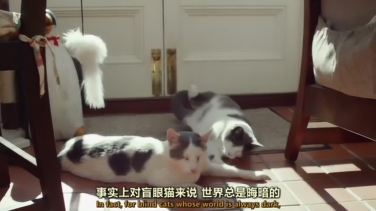 探索猫咪后院的秘密：揭秘最新特殊猫种的迷人世界与隐秘生活