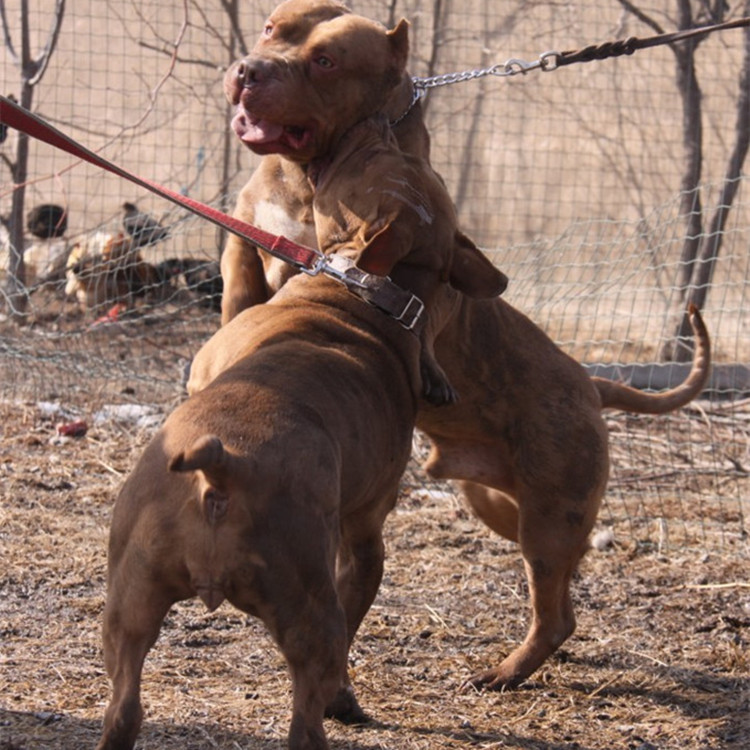 最新比特犬买卖新信息,最新比特犬交易资讯速递