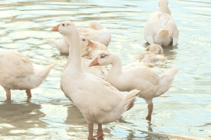 北岛春渡 第2页