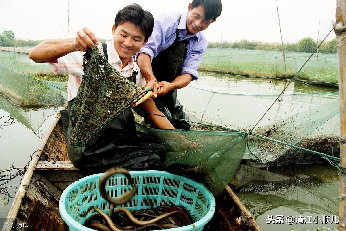 最新捕捉黄鳝的方法,创新黄鳝捕捞技术解析