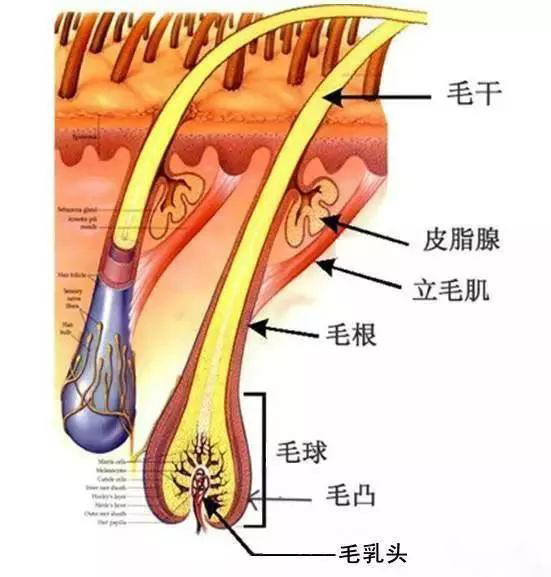 化脓性汗腺炎最新治疗,新型化脓性汗腺炎疗法介绍